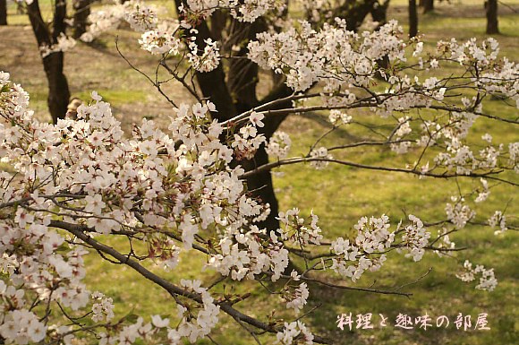 桜P-2です。設定色々でシンクロ画像もあります。(笑)_b0033423_17332644.jpg