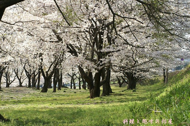 桜P-2です。設定色々でシンクロ画像もあります。(笑)_b0033423_17334283.jpg