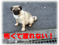 b0078030_153070.gif
