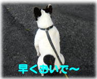 b0078030_1618.gif