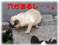 b0078030_16362.gif