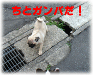 b0078030_17113.gif