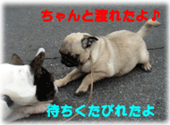 b0078030_18673.gif