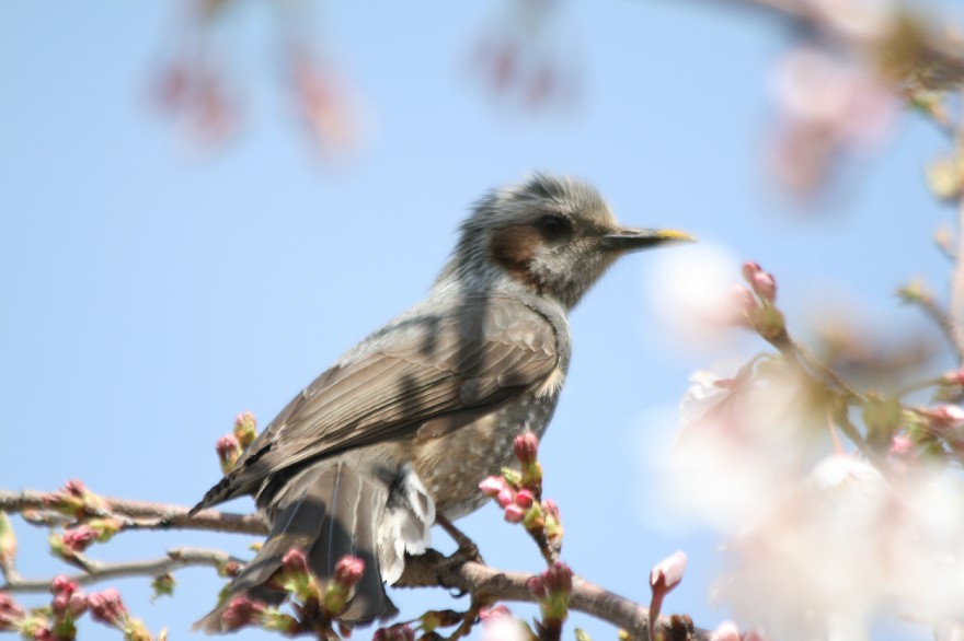 それぞれお花見・・・_c0107231_2153293.jpg