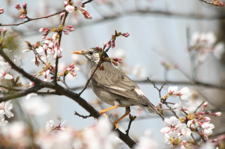 それぞれお花見・・・_c0107231_21545286.jpg