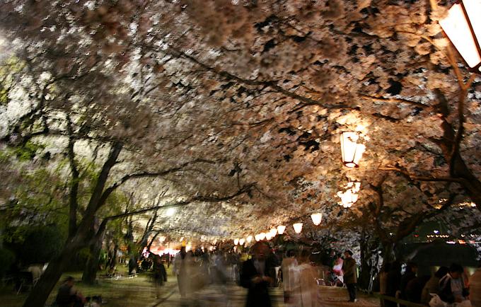 桜の下で　また逢いましょう_f0036137_2341083.jpg