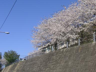 新しい散歩道　　2007. 4. 5 （木）_e0095842_1720647.jpg