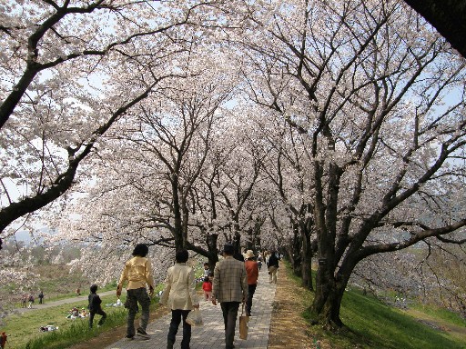 花見の続きです_f0128542_111954.jpg