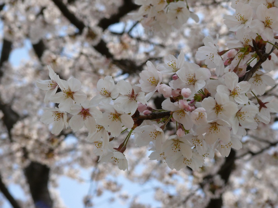 桜三昧二日目（大垣市内ファミポタ）_b0088444_08718.jpg