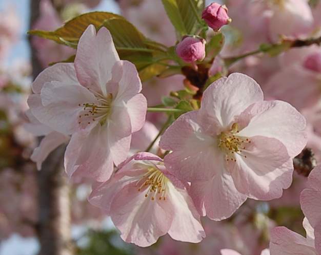 桜「御所御車返し」_b0017645_033261.jpg