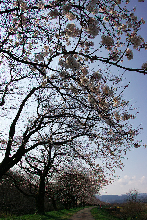 日曜日桜の写真でも・・・_d0098645_19115870.jpg