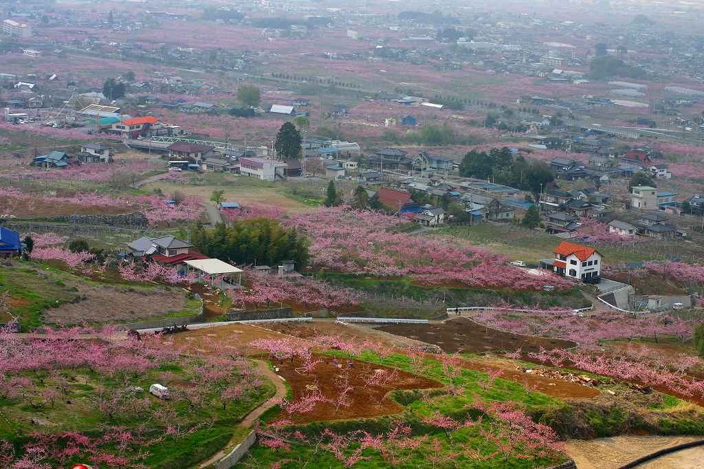 桃の花が咲く頃_c0008948_114203.jpg