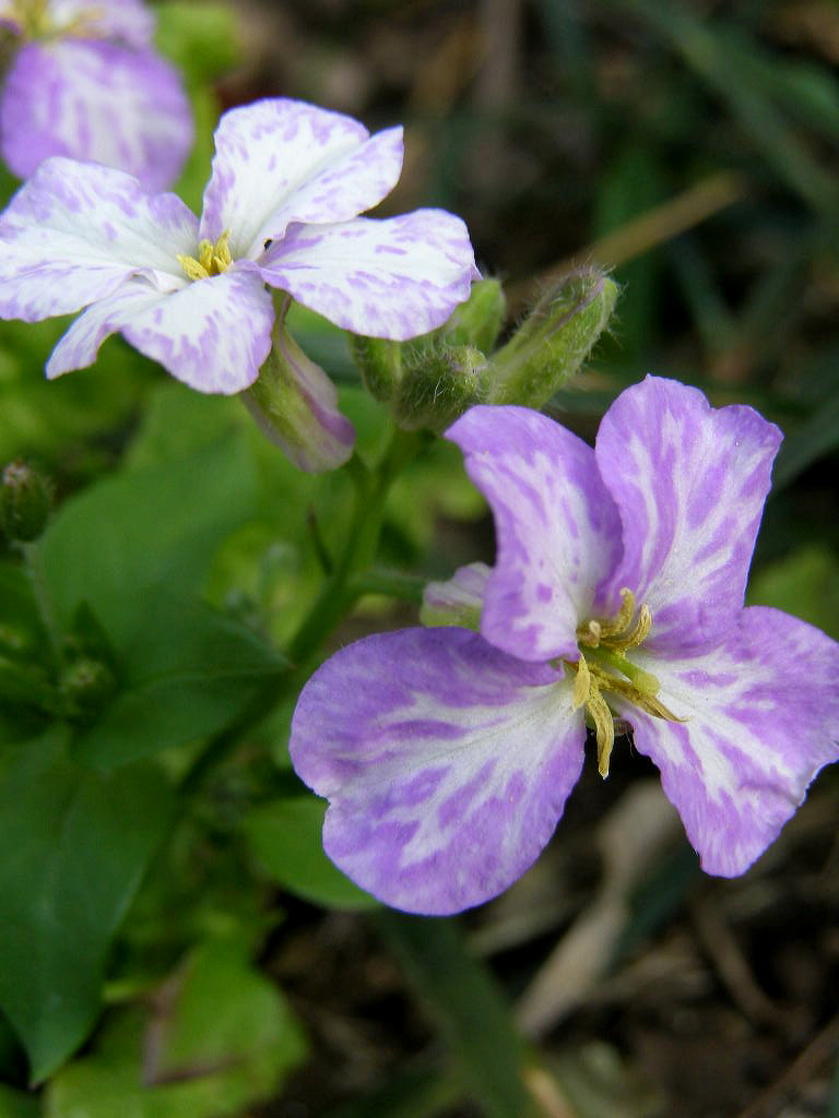 e0064158_1335251.jpg