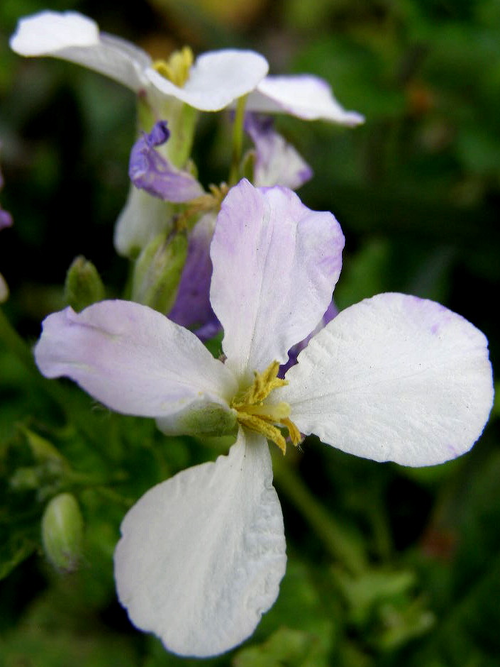 e0064158_1342262.jpg
