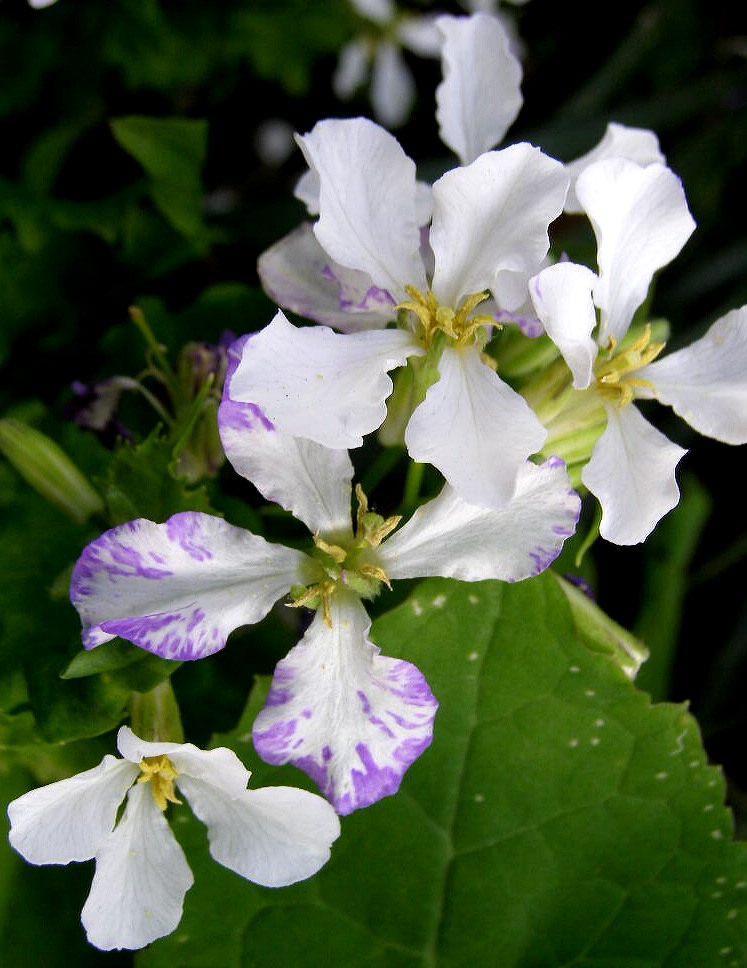 e0064158_13615.jpg