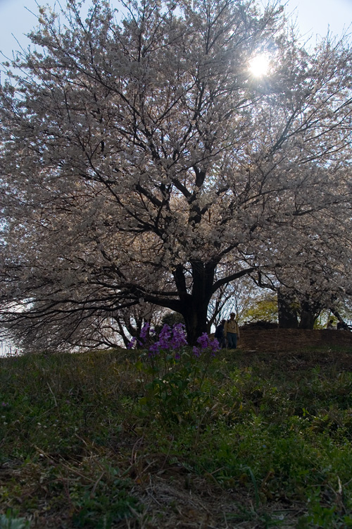 白石稲荷山古墳の桜_c0114161_22463664.jpg