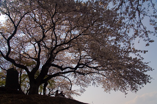 白石稲荷山古墳の桜_c0114161_22464940.jpg