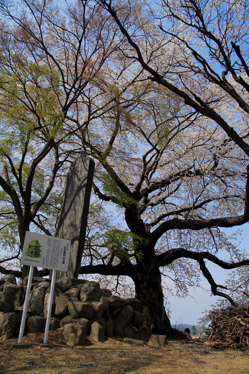 白石稲荷山古墳の桜_c0114161_22471235.jpg