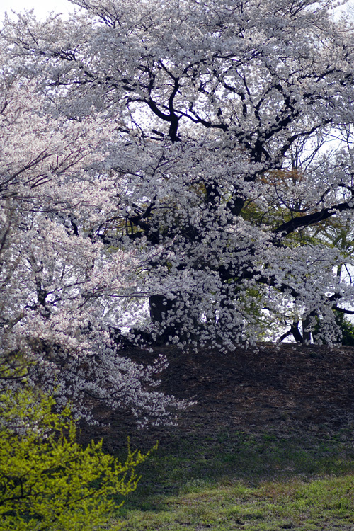 白石稲荷山古墳の桜_c0114161_22485127.jpg