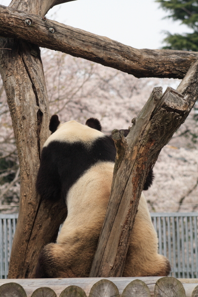 王子動物園_c0086062_1612543.jpg