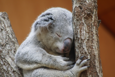 王子動物園_c0086062_16231729.jpg