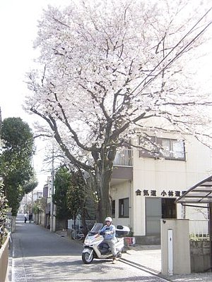 小平道場　桜の木_f0019563_9455163.jpg
