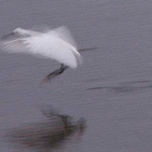 f0104569_0425676.gif