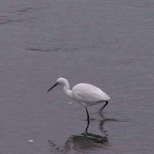 f0104569_0431817.gif