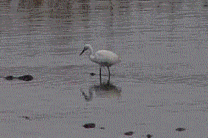 f0104569_0434649.gif