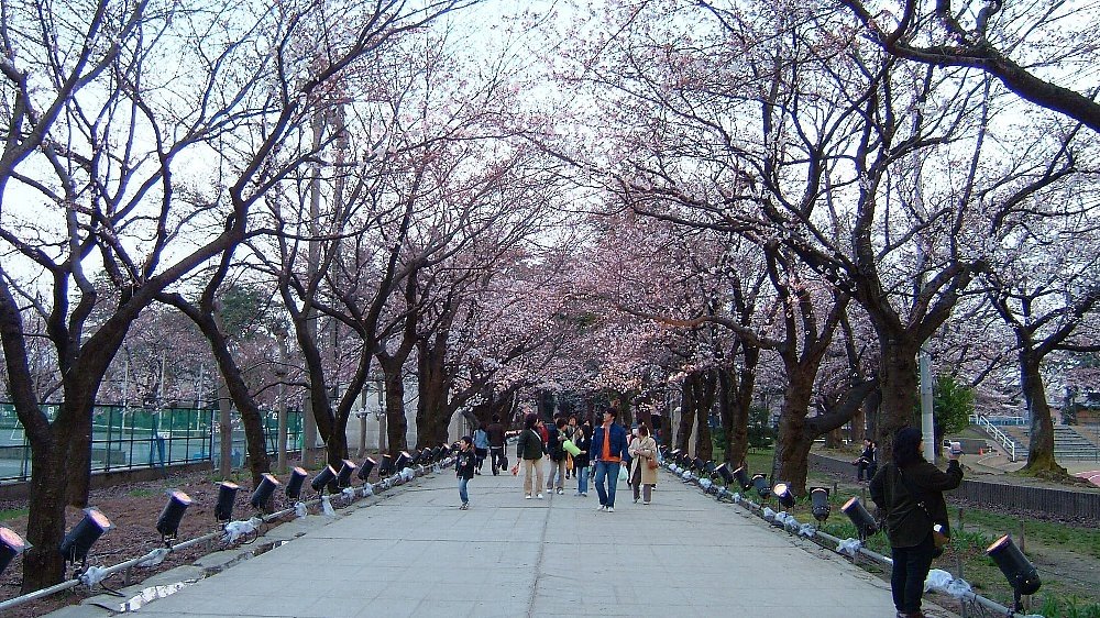 高田城址公園の桜！_e0065084_017288.jpg