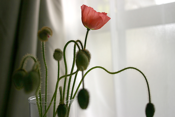 a0046686_15483186.jpg