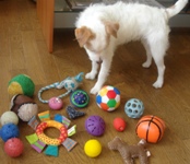 夢見る子犬ウィッシュボーン スプーモと海 夢見る子犬ウィッシュボーン スプーモと海