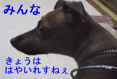 f0123589_1531434.jpg