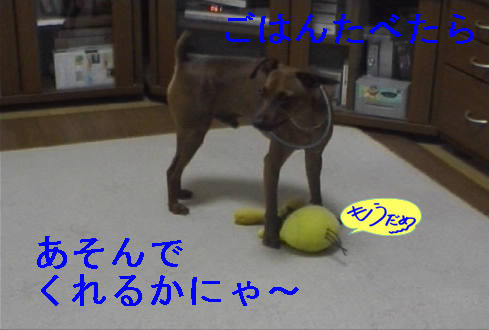 f0123589_1533167.jpg
