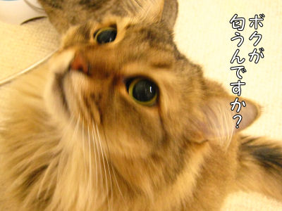 a0045990_0394493.jpg