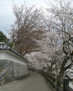 お城と桜_c0048891_1931665.jpg