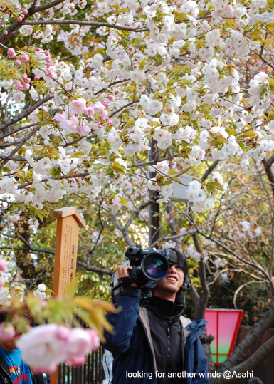 造幣局の桜_f0135991_22374517.jpg