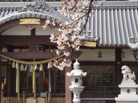 百　済　王　神　社、桜　爛　漫_b0104092_23251378.jpg