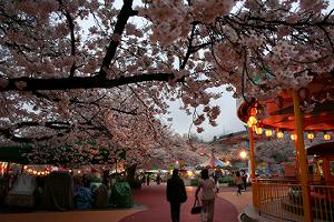 動物園の桜_b0051598_23584459.jpg