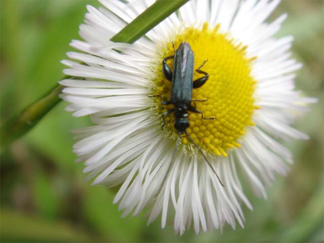 ハルジオンの花に止まっている虫_b0025008_21295582.jpg