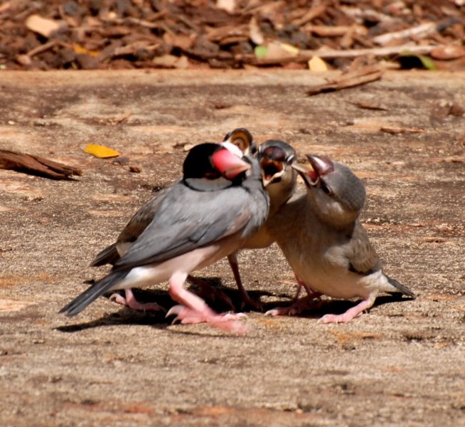 Java Sparrow 文鳥の給餌風景 連続写真 楽園ハワイ通信 Java Sparrow 文鳥の給餌風景 連続写真 楽園ハワイ通信