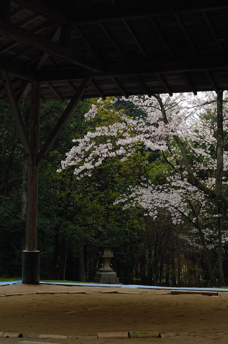 最初で最後の桜撮り・期待外れの大原野神社_f0032011_21333687.jpg