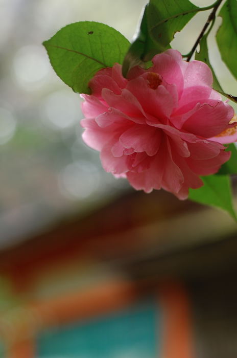 最初で最後の桜撮り・期待外れの大原野神社_f0032011_2134569.jpg