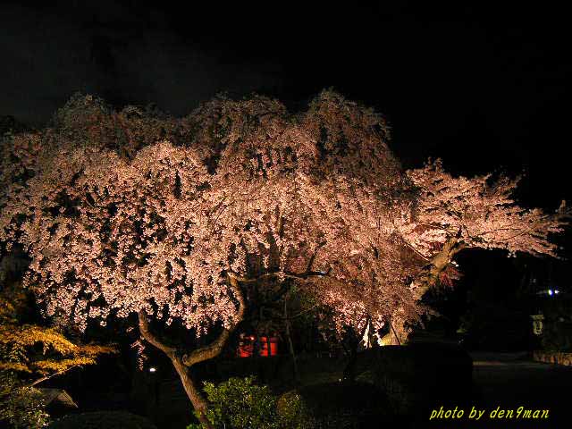 夜桜紀行（塩竈神社）_c0005717_8311246.jpg