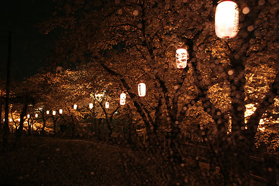 夜桜_d0026817_014444.jpg