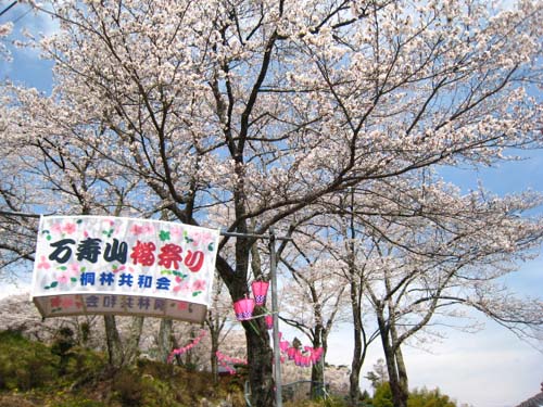 桜　2007_f0120317_11505750.jpg