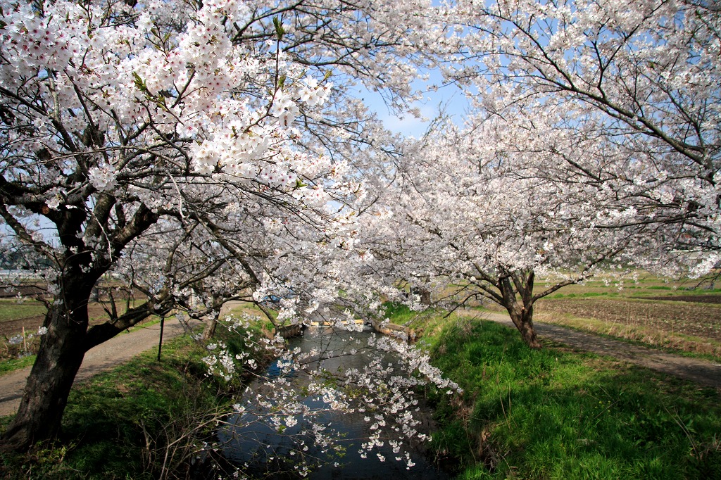 千葉県白井市今井の桜 favorite photo