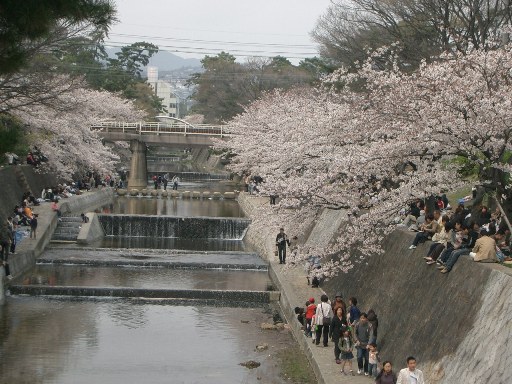 芦屋～夙川　桜歩き_c0081227_4334220.jpg