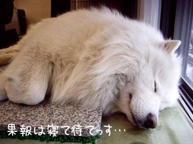 ホ イトプランを検証する サモエド クローカのお気楽日記 ホ イトプランを検証する サモエド クローカのお気楽日記