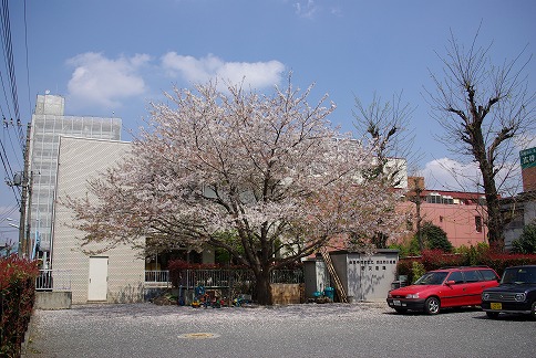 吉祥寺南町でサクラを撮ろう！_a0009142_082864.jpg